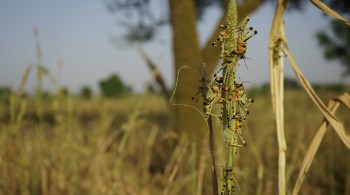 Em 1 km² de nuvem, pode haver cerca de 40 milhões de insetos, com capacidade de consumir, em um dia, o equivalente ao que 2 mil vacas comeriam no mesmo período