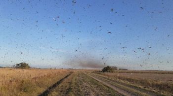 De acordo com o Ministério da Agricultura, especialistas argentinos estimam que os insetos sigam em direção ao Uruguai