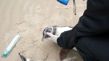 Médica veterinária Janaína Lorenço disse que, com base nas necropsias já feitas, todos os pinguins apresentaram sinais de que ficaram tentando se soltar de algo