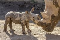 Filhote de rinoceronte branco nasce em zoológico nos Estados Unidos