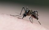 Dengue mata mais que covid em 2024