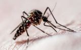 Dengue e zika são transmitidas pela picada do Aedes aegypti.