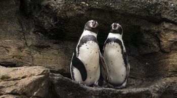 Sphen, que formava casal com Magic no Aquário de Sydney, faleceu aos 12 anos. Dupla ganhou fama mundial em 2018 ao cuidar de um ovo juntos