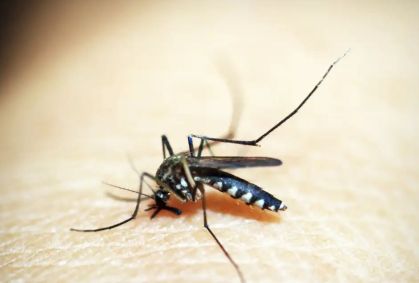 Febre amarela também é transmitida pelo mosquito Aedes aedypti