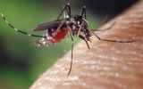 Dengue, chikungunya e zika são vírus transmitidos pelo mosquito Aedes aedypti