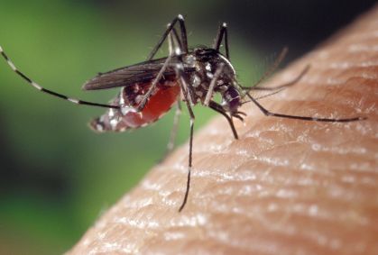 Dengue, chikungunya e zika são vírus transmitidos pelo mosquito Aedes aedypti