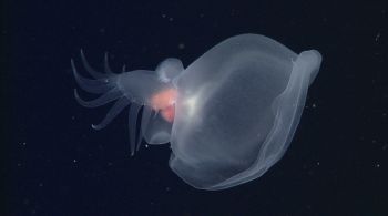 Primeira lesma do mar que vive no oceano profundo brilha com bioluminescência e tem um corpo com uma cauda em forma de pá e um grande capuz gelatinoso