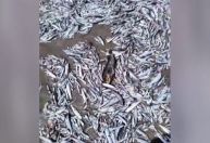 Vídeo mostra milhares de peixes mortos na costa do Chile