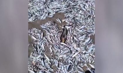 Vídeo mostra milhares de peixes mortos na costa do Chile