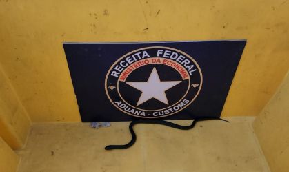 Receita apreende duas cobras da espécie real-mexicana-negra em Fortaleza