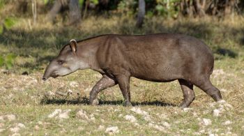 Animal era encontrado somente em instituições de proteção à fauna e em pontos de introdução na natureza com indivíduos nascidos em instalações assistidas