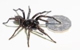 Maior espécime macho de uma aranha teia-de-funil é encontrado na Austrália, com 9,2 centímetros