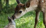 Cena de "Bambi: Uma Aventura na Floresta"