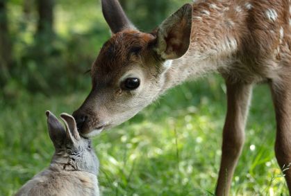 Cena de "Bambi: Uma Aventura na Floresta"