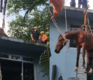 Vídeo: Cavalo é resgatado de telhado durante enchente; veja