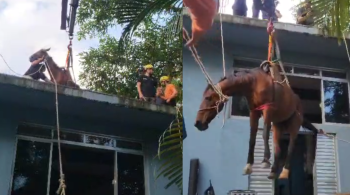 Animal foi colocado na laje de uma casa pela dona para se proteger da inundação e ficou preso com a alta das águas