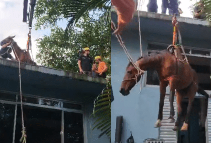 Resgate de cavalo em Peruíbe (SP)