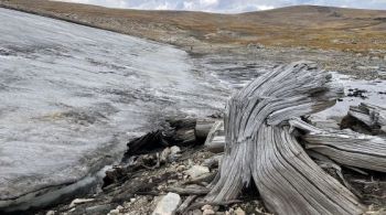 Pesquisadores encontraram mais de 30 árvores que teriam se formado há cerca de seis mil anos no Planalto Beartooth, em Wyoming, nos Estados Unidos