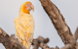 Fotografia rara mostra arara-canindé albina.