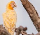 Arara albina é flagrada no Cerrado em clique raro