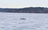 A orca Tahlequah, residente no sul, carrega seu filhote morto perto de Puget Sound, na costa noroeste do estado de Washington, em 1º de janeiro