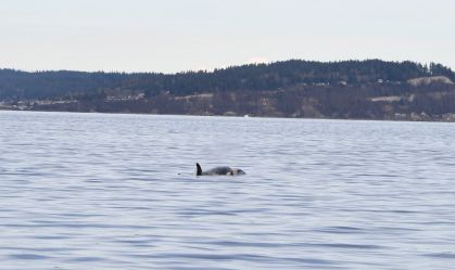 Orca mãe carrega filhote morto pela segunda vez e preocupa cientistas