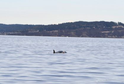 A orca Tahlequah, residente no sul, carrega seu filhote morto perto de Puget Sound, na costa noroeste do estado de Washington, em 1º de janeiro