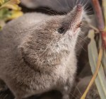 Mamífero raro da Califórnia é fotografado pela primeira vez