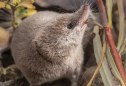 Mamífero raro da Califórnia é fotografado pela primeira vez