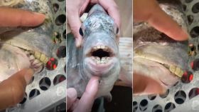 "Sorriso molhado": peixe com "dente humano" viraliza após ser pescado no ES; entenda