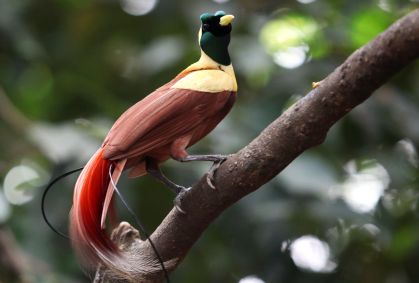 Aves-do-paraíso emitem sinais coloridos invisíveis ao olho humano para se comunicar, segundo novo estudo