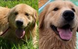 Mia, uma Golden Retriever de 11 meses