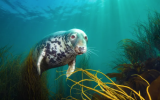 David Alpert venceu a categoria gande angular das águas britânicas com esta fotografia de uma foca cinza na ilha de Lundy, em North Devon, Inglaterra