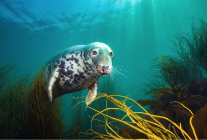 David Alpert venceu a categoria gande angular das águas britânicas com esta fotografia de uma foca cinza na ilha de Lundy, em North Devon, Inglaterra