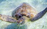 Tartaruga-cabeçuda na Baía de Akumal, em Yucatán, no México